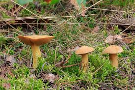 Attēlu rezultāti vaicājumam “Suillus variegatus”