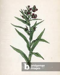 Attēlu rezultāti vaicājumam “Cynoglossum officinale flower”