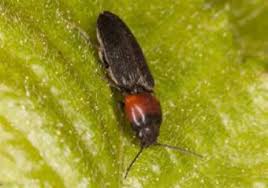 Attēlu rezultāti vaicājumam “Cardiophorus ruficollis”