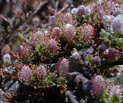 Attēlu rezultāti vaicājumam “Trichophorum alpinum fruit”
