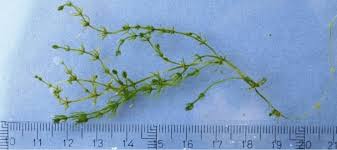 Attēlu rezultāti vaicājumam “Chara contraria”