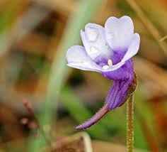 Attēlu rezultāti vaicājumam “Pinguicula vulgaris flower”