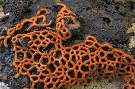 Attēlu rezultāti vaicājumam “Hemitrichia serpula”