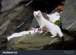 Attēlu rezultāti vaicājumam “Mustela erminea”