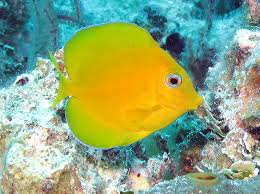 Image result for Acanthurus coeruleus