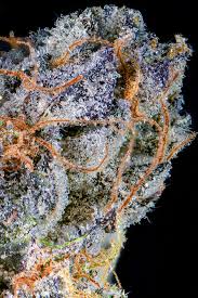 Attēlu rezultāti vaicājumam “Diderma montanum macro”