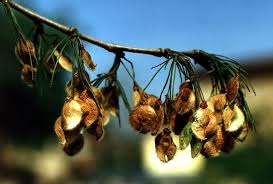 Attēlu rezultāti vaicājumam “Ulmus laevis fruit”