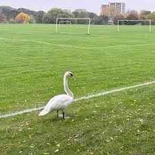 Image result for South Yorkshire Swans