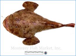 Image result for Lophius americanus