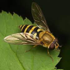 Attēlu rezultāti vaicājumam “Syrphus torvus”