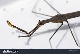 Attēlu rezultāti vaicājumam “Ranatra linearis”