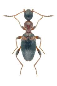 Attēlu rezultāti vaicājumam “Anthicidae”