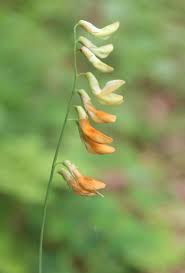 Attēlu rezultāti vaicājumam “Lathyrus laevigatus”