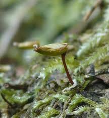 Attēlu rezultāti vaicājumam “Buxbaumia viridis”