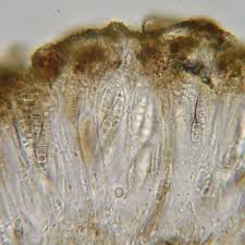 Attēlu rezultāti vaicājumam “Alyxoria varia”