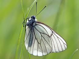 Attēlu rezultāti vaicājumam “Aporia crataegi upperside”
