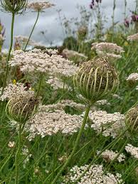 Attēlu rezultāti vaicājumam “Daucus carota subsp. carota”