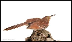 Image result for Toxostoma rufum