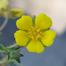 Attēlu rezultāti vaicājumam “Potentilla arenaria bud”