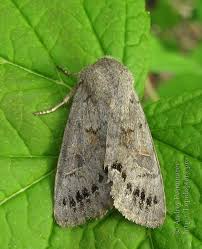 Attēlu rezultāti vaicājumam “Orthosia populeti”