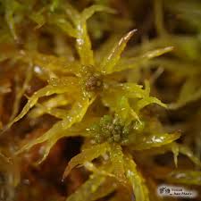 Attēlu rezultāti vaicājumam “Sphagnum centrale”