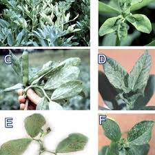 Attēlu rezultāti vaicājumam “Vicia faba leaf”