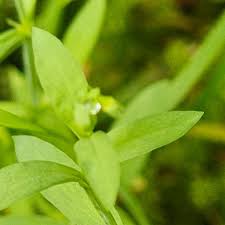 Attēlu rezultāti vaicājumam “Stellaria alsine”