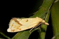 Attēlu rezultāti vaicājumam “Agapeta hamana”