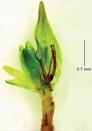 Attēlu rezultāti vaicājumam “Grimmia muehlenbeckii sporophyte”