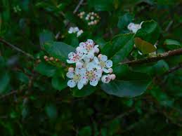 Attēlu rezultāti vaicājumam “Aronia melanocarpa flower”