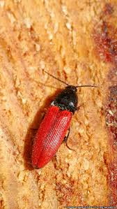 Attēlu rezultāti vaicājumam “Ampedus sanguineus”