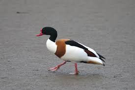 Attēlu rezultāti vaicājumam “Tadorna tadorna”