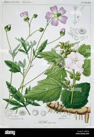Image result for Althaea officinalis