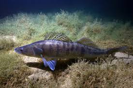 Image result for Sander canadensis/vitreus