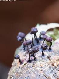 Attēlu rezultāti vaicājumam “Cribraria purpurea macro”