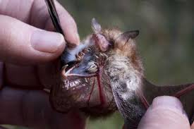 Attēlu rezultāti vaicājumam “Myotis nattereri”