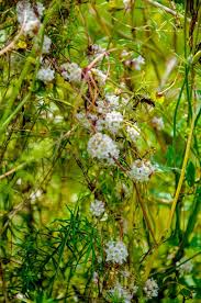 Attēlu rezultāti vaicājumam “Cuscuta europaea flower”
