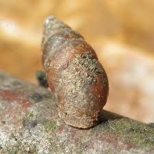 Attēlu rezultāti vaicājumam “Ena obscura”