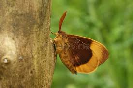 Attēlu rezultāti vaicājumam “Lasiocampa quercus”