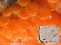 Attēlu rezultāti vaicājumam “Byssonectria fusispora”