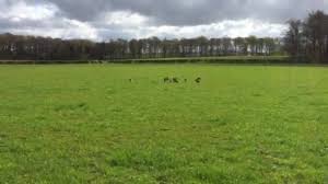 Image result for Dalkeith Park Equestrian Club