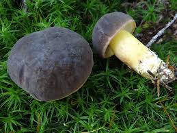 Attēlu rezultāti vaicājumam “Xerocomus pruinatus”