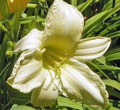 Attēlu rezultāti vaicājumam “Hemerocallis lilioasphodelus”