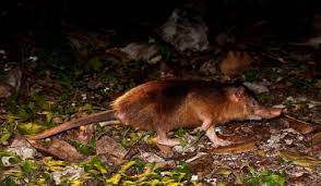 Attēlu rezultāti vaicājumam “Insectivora”