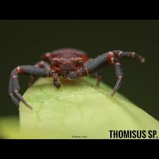 Attēlu rezultāti vaicājumam “Thomisidae”