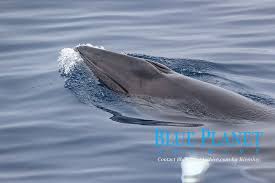 Image result for Balaenoptera acutorostrata