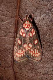 Attēlu rezultāti vaicājumam “Depressariidae”