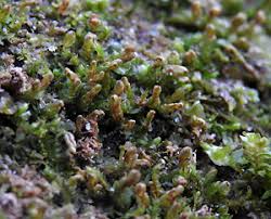 Attēlu rezultāti vaicājumam “Leiocolea heterocolpos”