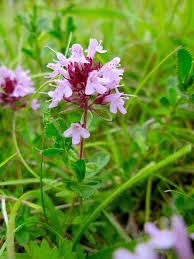 Attēlu rezultāti vaicājumam “Thymus serpyllum”