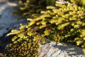 Attēlu rezultāti vaicājumam “Hedwigia ciliata sporophyte”